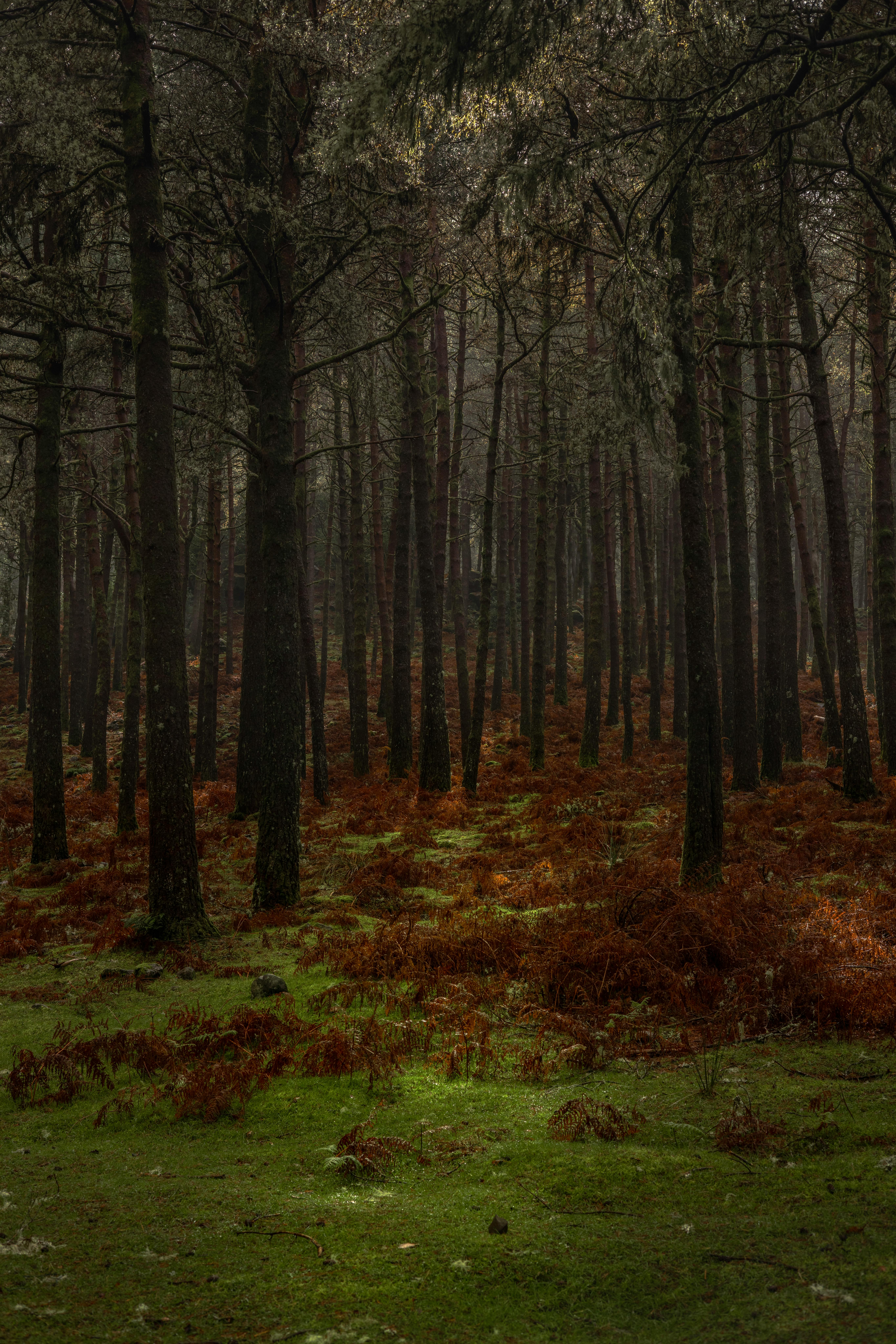 Enchanting forest scene in Madeira, Portugal, with sunlit moss and towering trees.