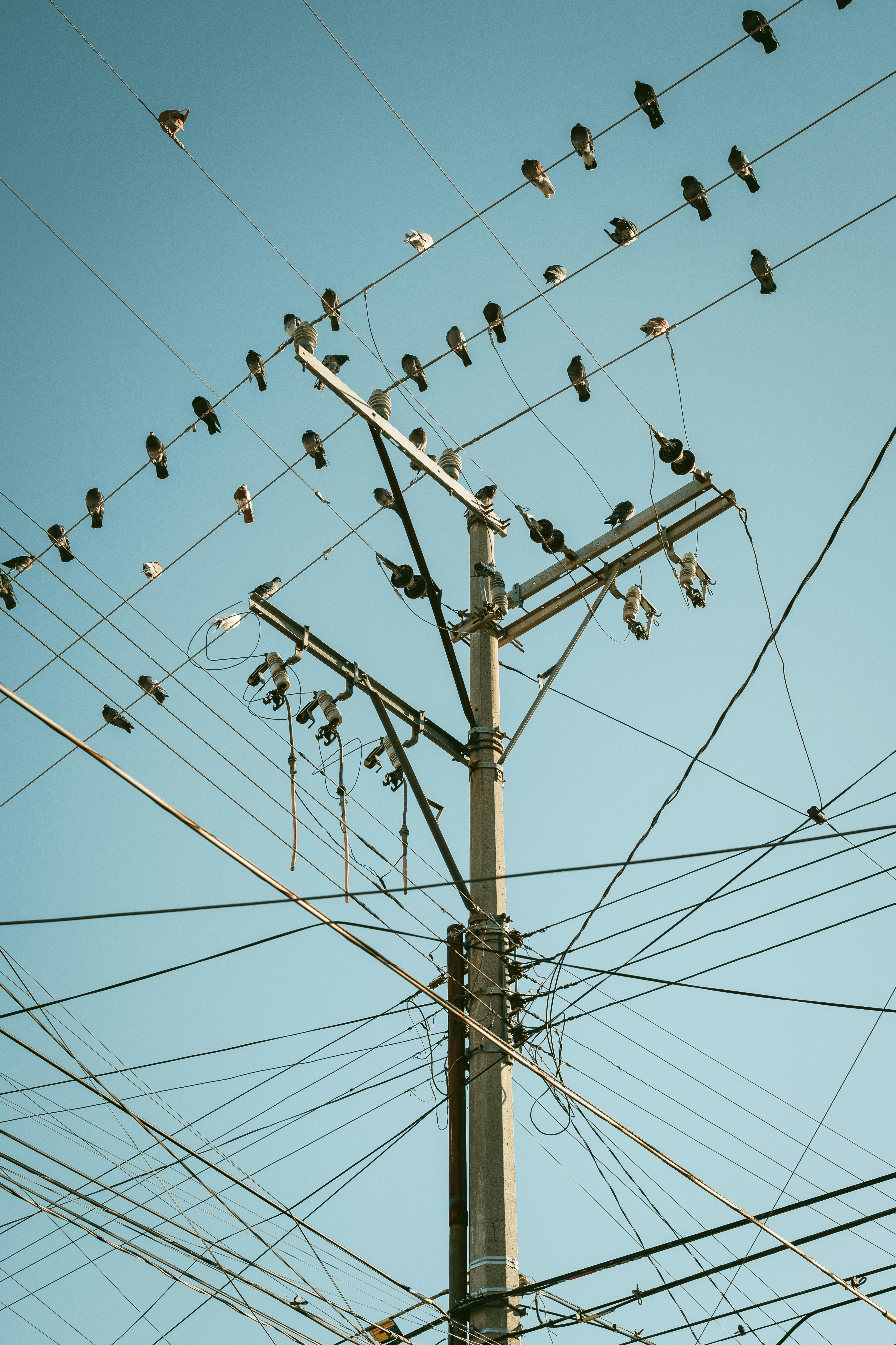 A flock of pigeons perched on power lines with a clear blue sky background, showcasing urban birdlife.