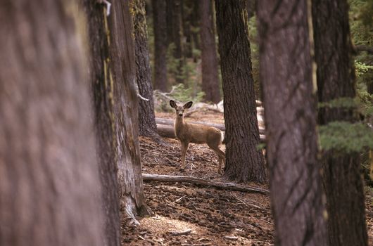 A peaceful fawn stands amidst towering trees in a tranquil forest scene.