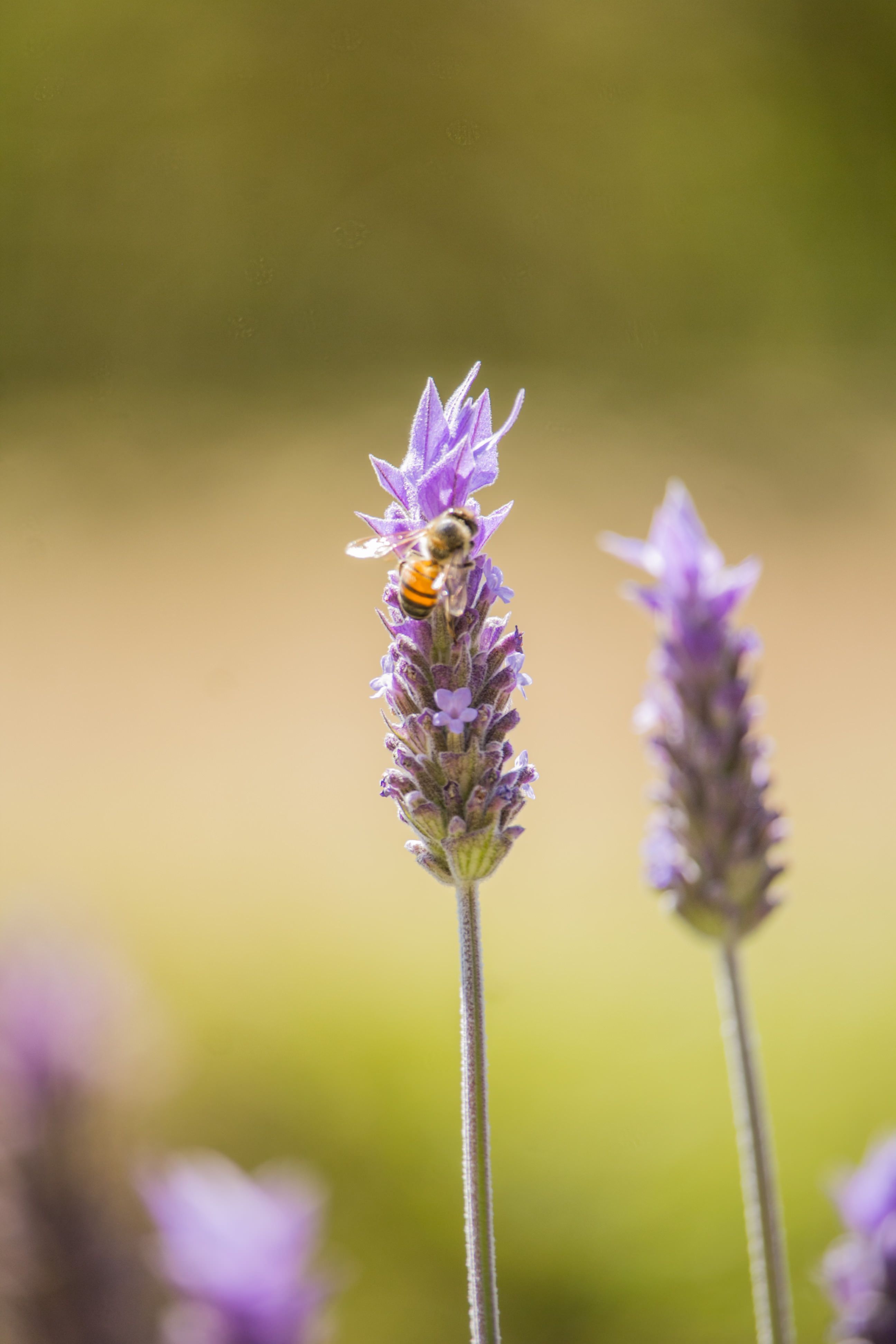 Kostnadsfria Närbild av ett bi som samlar nektar från en levande lavendelblomma i ett solbelyst fält. Stock foto