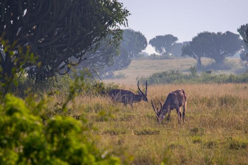 Free Antelope grazing under trees in the lush savanna of Mbarara, Uganda, showcasing African wildlife. Stock Photo