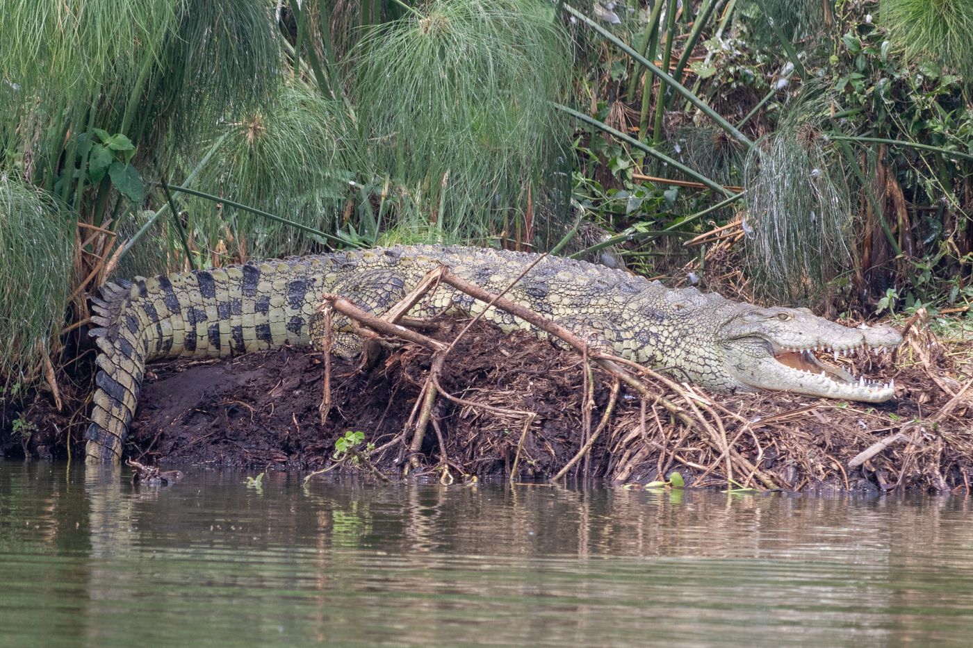 Illustrative stock photograph: Wild Nile crocodile beside an inland Ugandan lake