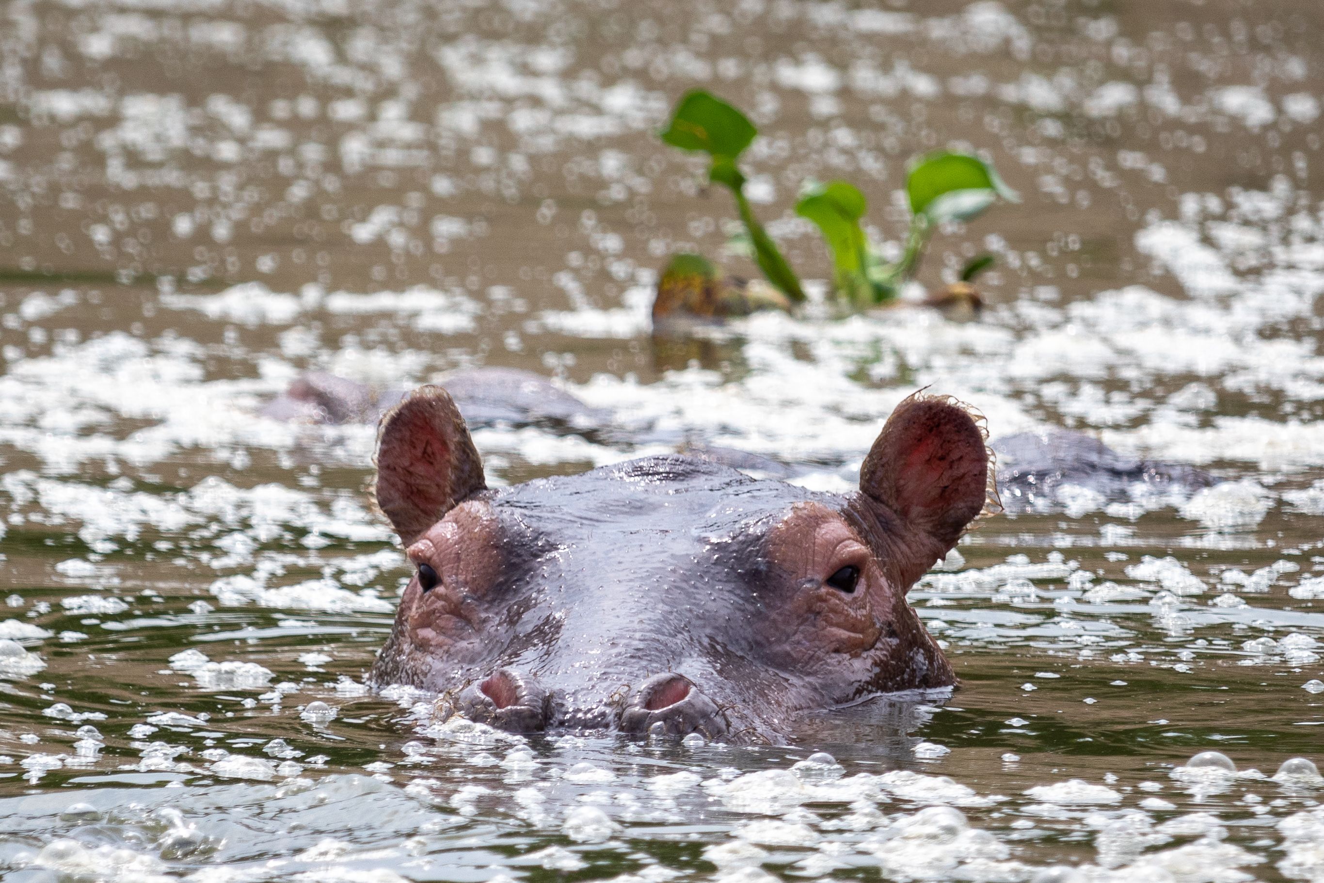 Hippopotamus