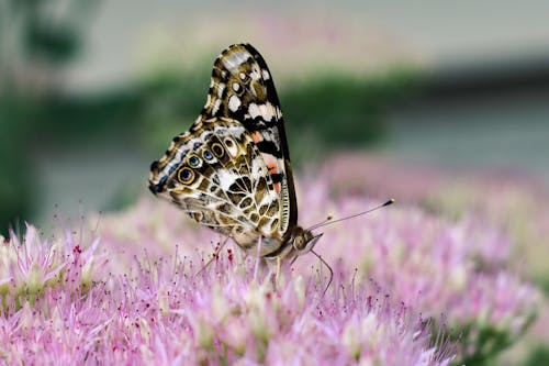 Macro Photography of Butterfly