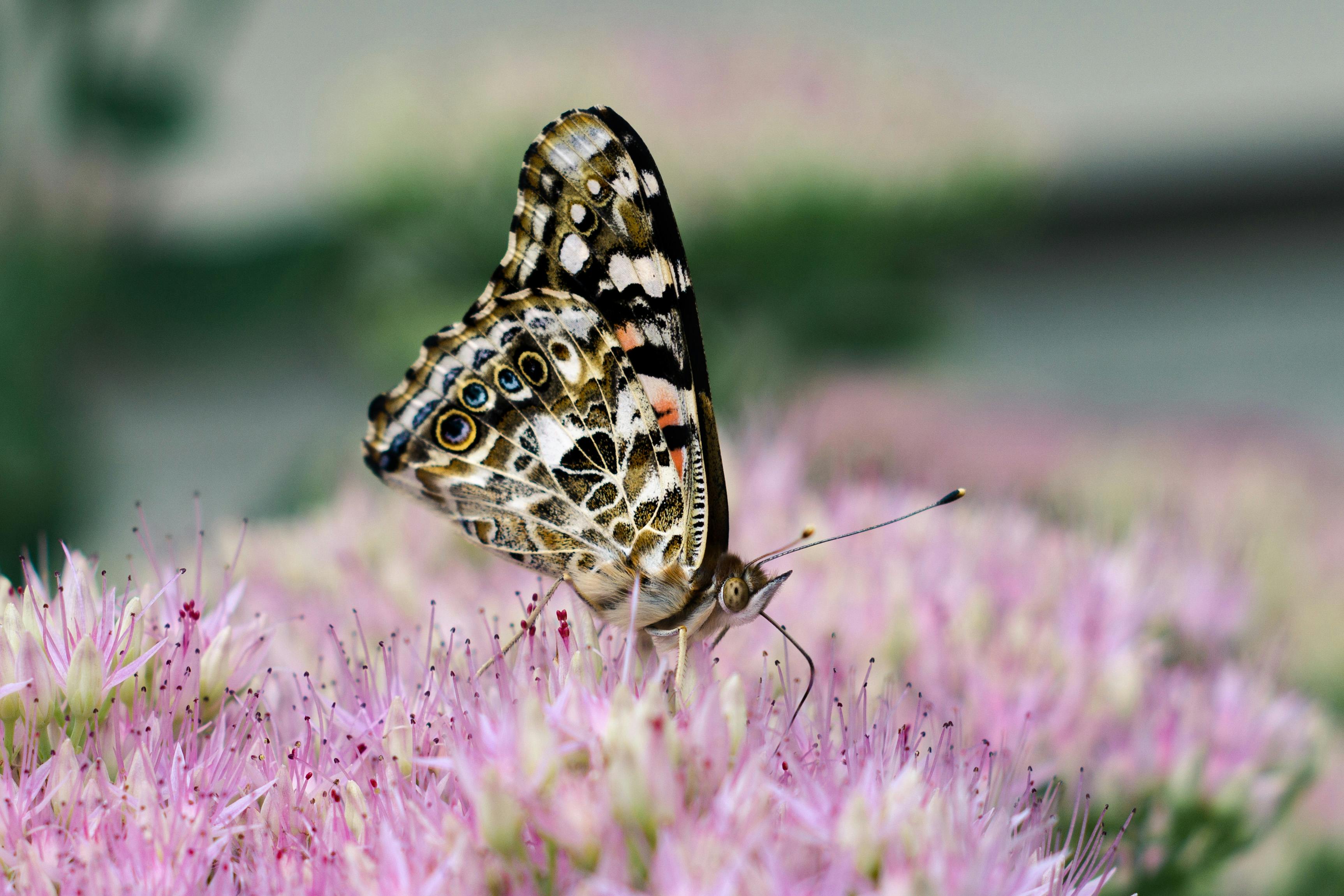  Macro  Photography  of Butterfly   Free Stock Photo 