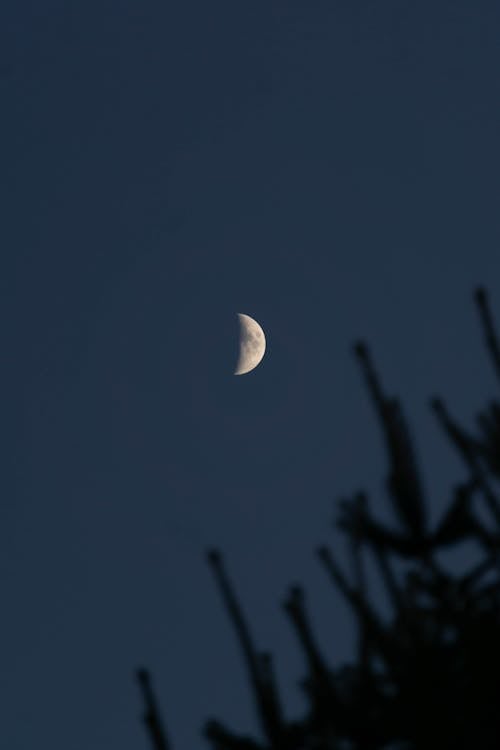 Free Moon over Green Trees Stock Photo