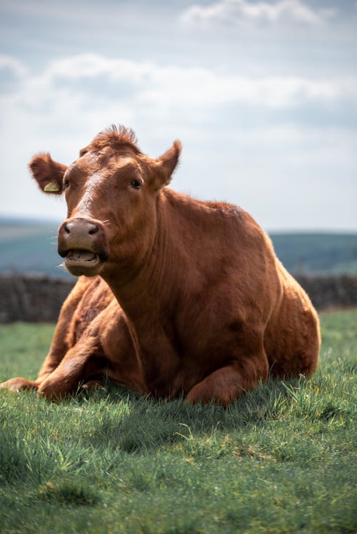 Close-Up Photo of a Brown Cow Lying on the Grass