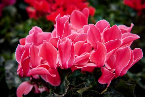 Free A close-up image of bright pink cyclamen flowers displaying rich, detailed petals. Stock Photo