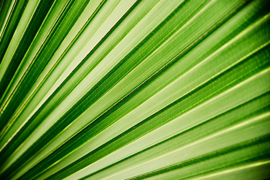 Detailed close-up of a vibrant green palm leaf showcasing texture and lines.