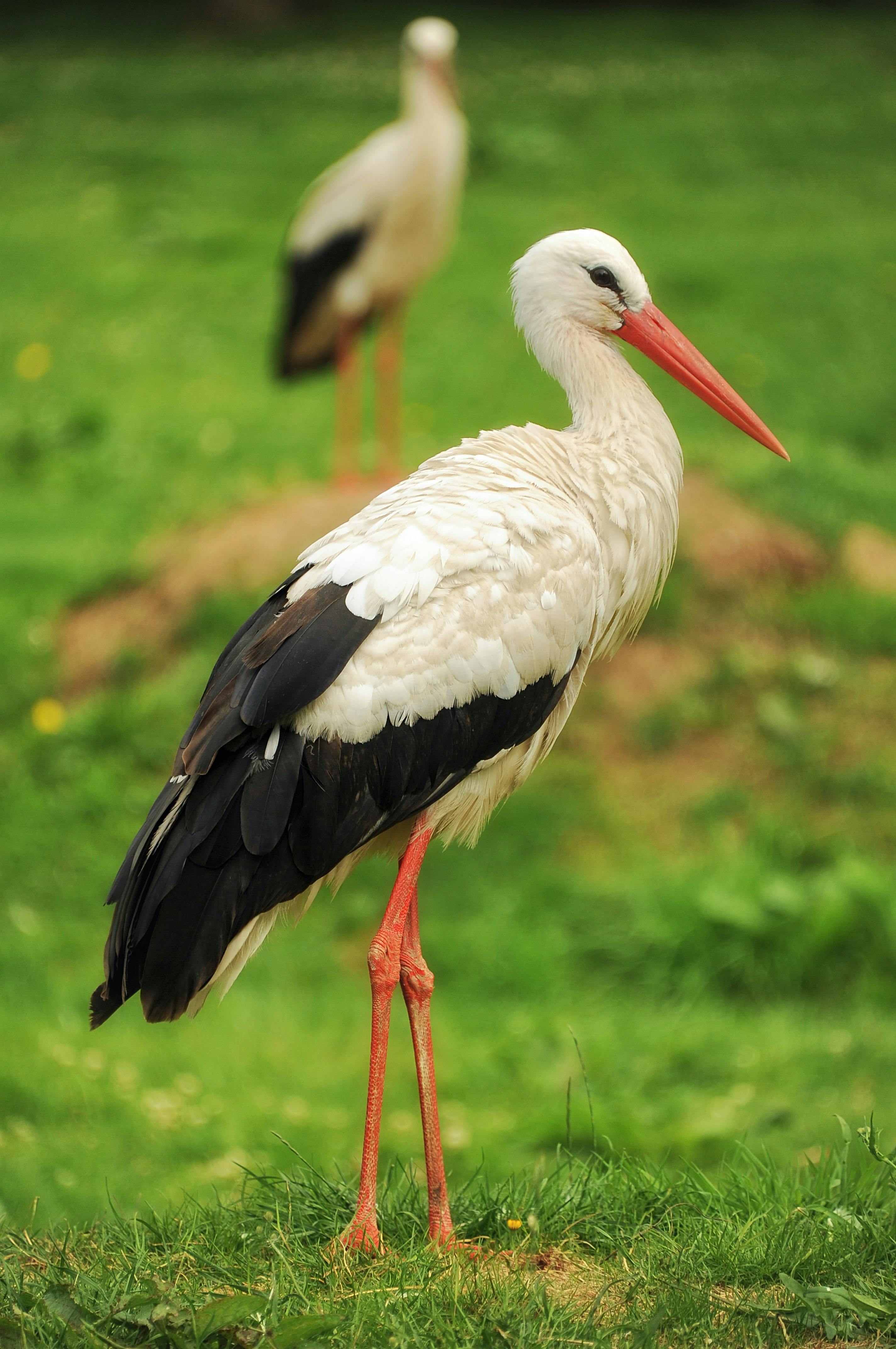 Bilder Storch Storch Pitus - AusmalbilderFurKinder.de