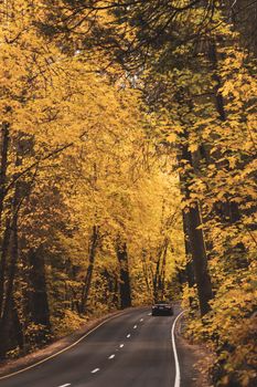 Car driving through a beautiful autumn forest with golden foliage, capturing the essence of fall season.