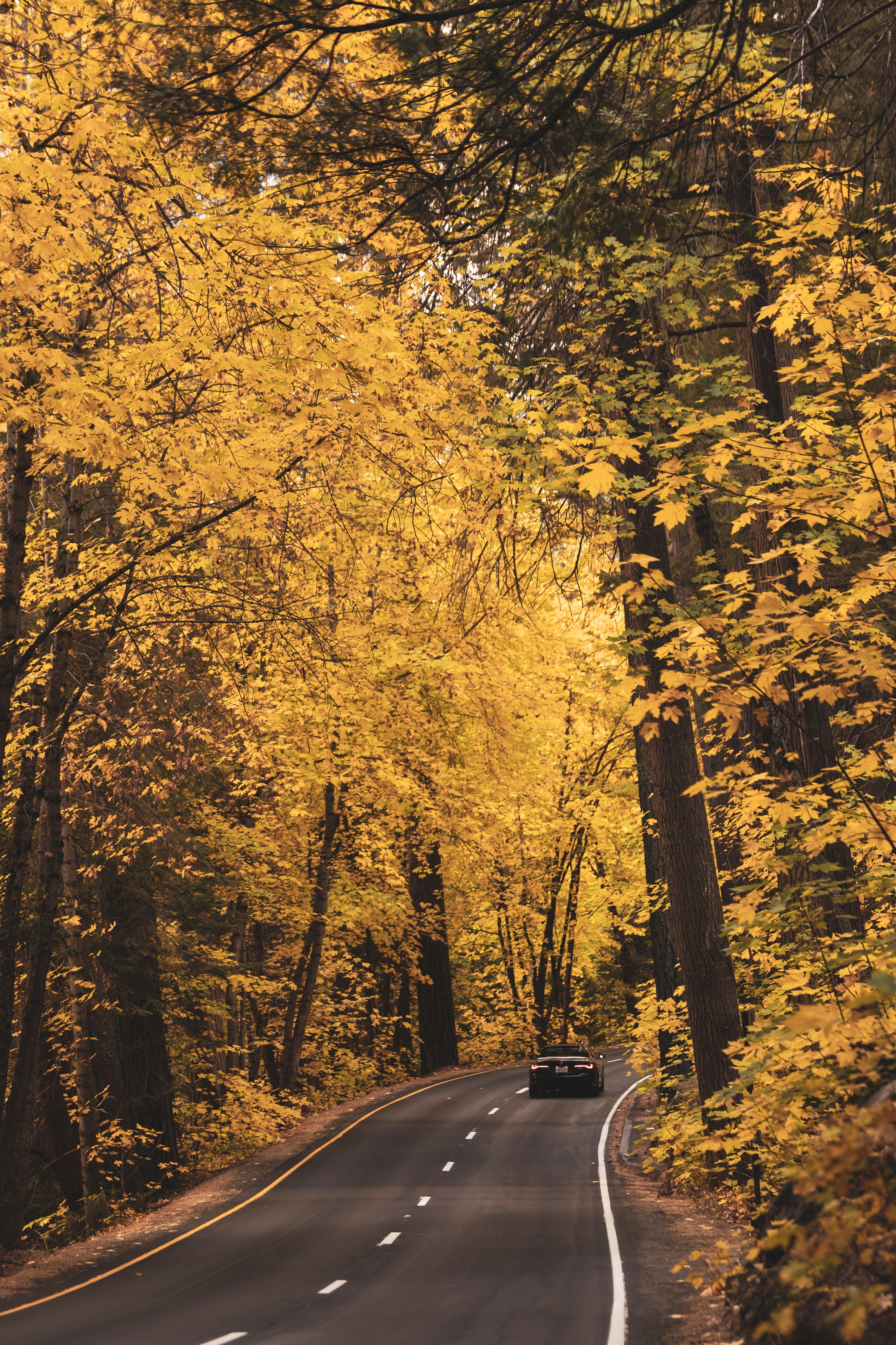 Scenic Drive Through Vibrant Autumn Forest · Free Stock Photo
