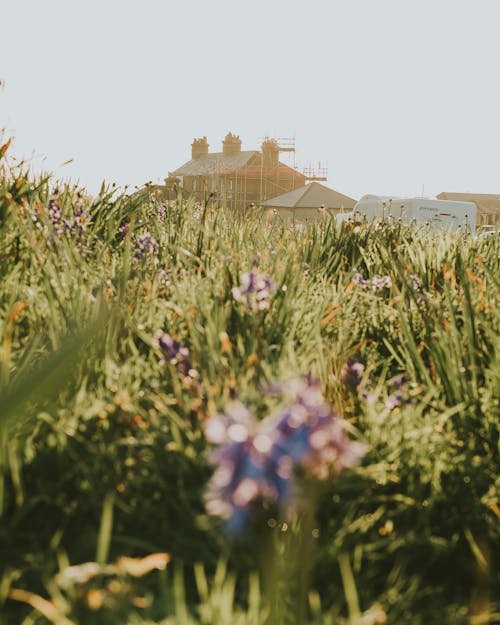 Purple Flowers and Plants