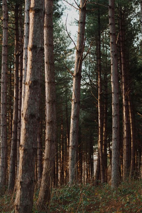 Free A tranquil view of a serene pine tree forest capturing the essence of nature's beauty. Stock Photo