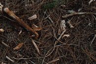 Dry Broken Sticks