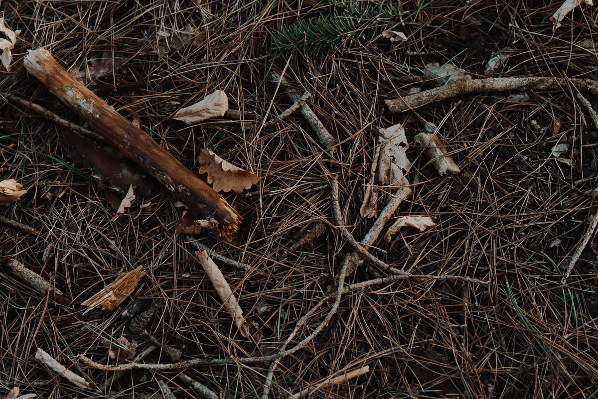 Detailed view of forest floor featuring twigs, dry leaves, and pine needles.