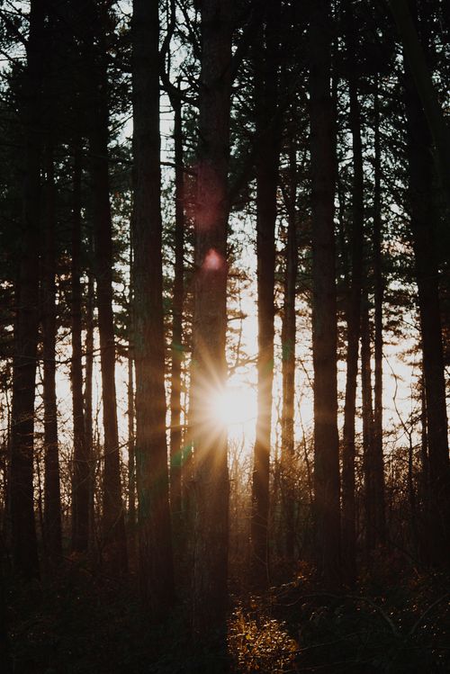 Free Enchanting forest scene with sunlight filtering through tall trees at golden hour. Stock Photo