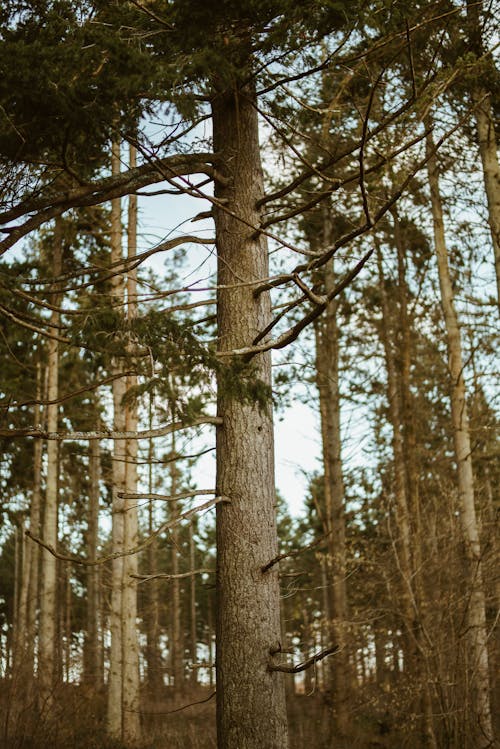 Základová fotografie zdarma na téma kmen, kůra, les