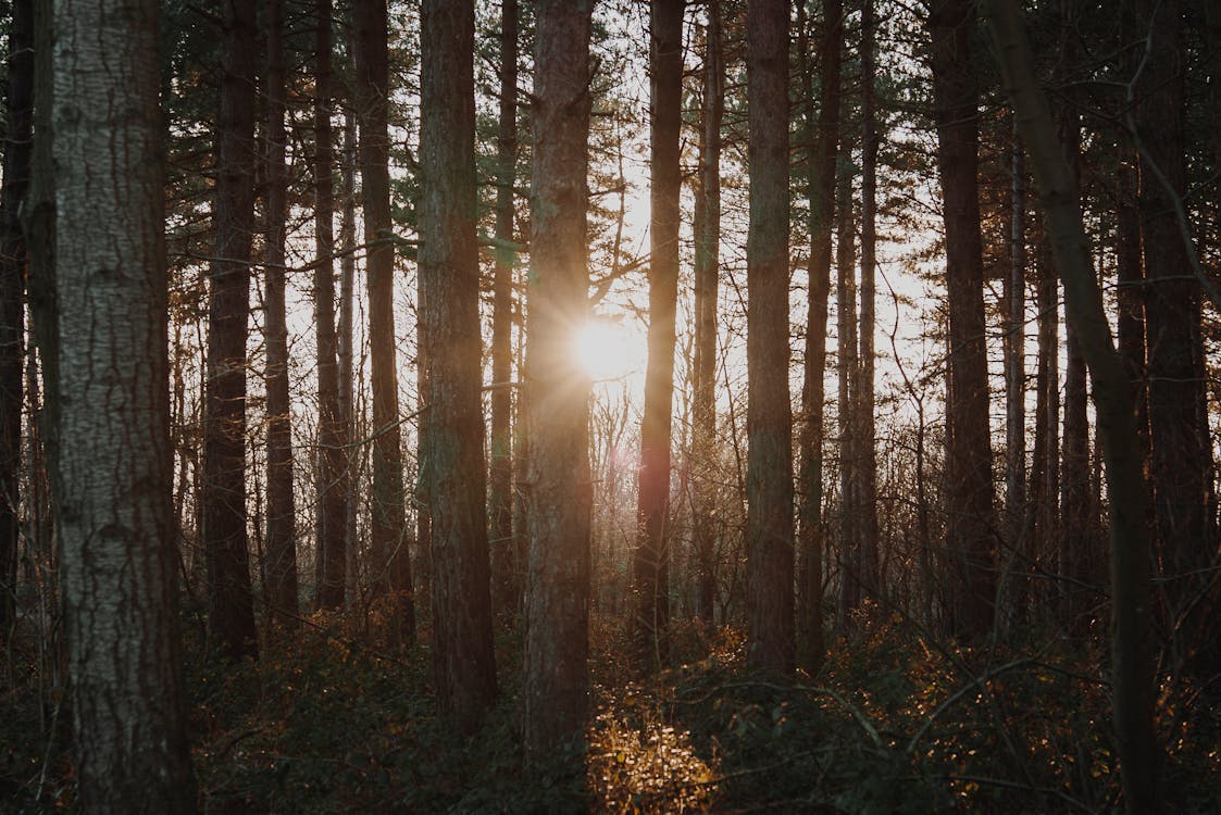 Free Photo of Forest Stock Photo