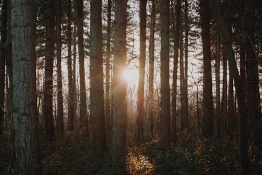 黄金时段，阳光透过高大的松树，为森林营造出宁静而神奇的氛围