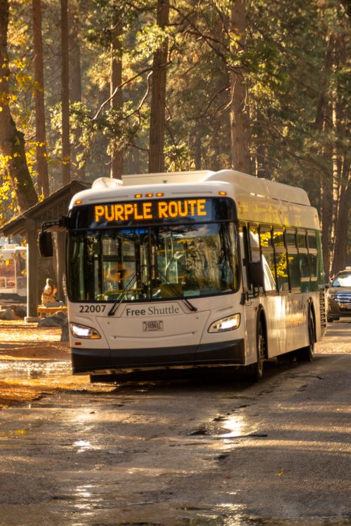 Free Shuttle bus on a forest road in autumn, highlighting the purple route service. Stock Photo