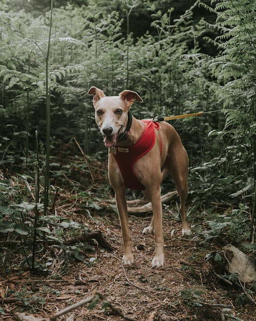 Photo Of Dog Near Plants