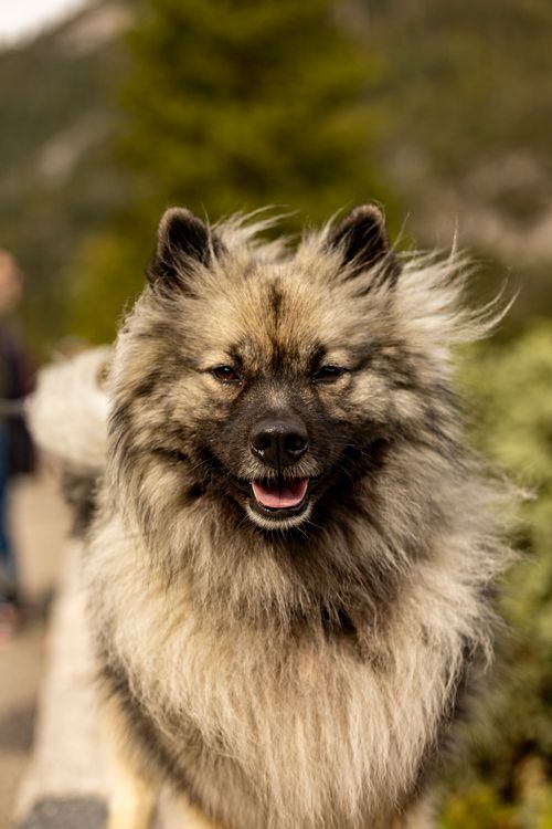 Free Charming close-up of a fluffy Keeshond with wind-swept fur in a natural setting. Stock Photo