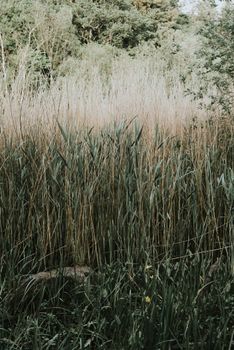 Lush field filled with tall grass and plants under natural light, evoking tranquility.