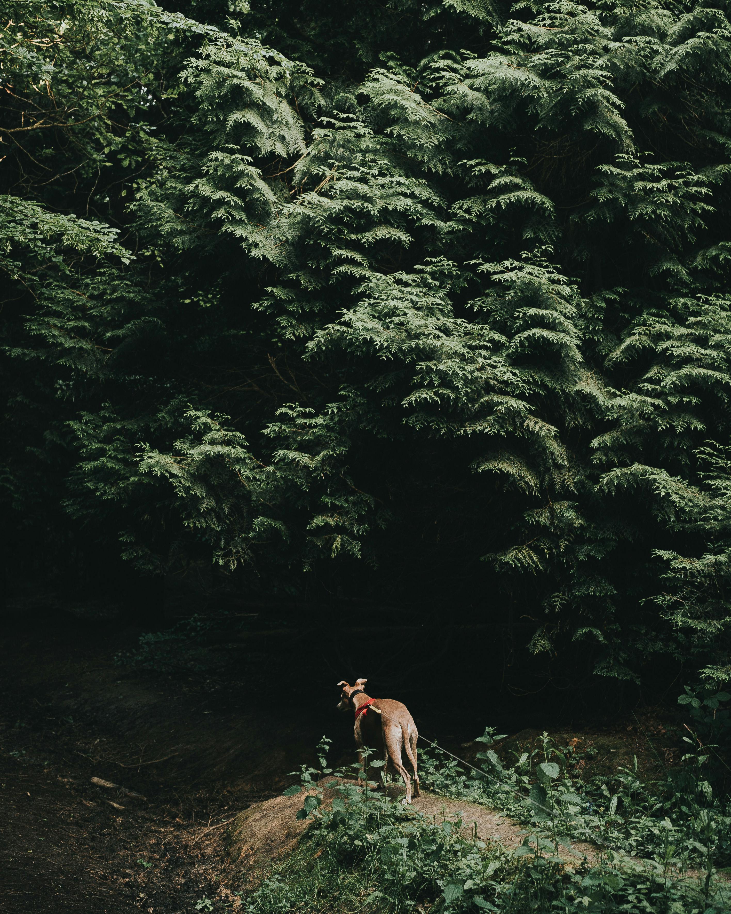 一只戴着红项圈的狗在茂密的绿色森林中探索，尽显冒险与自然的魅力