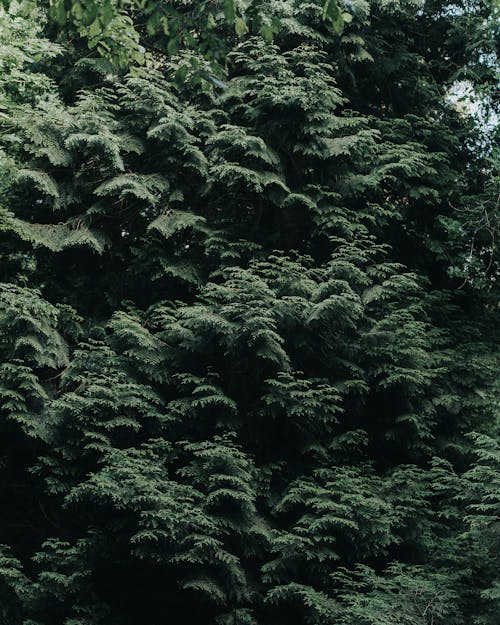 คลังภาพถ่ายฟรี ของ ต้นไม้, ป่า, พืช