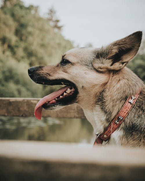 Free Side View Photo Of Dog Stock Photo