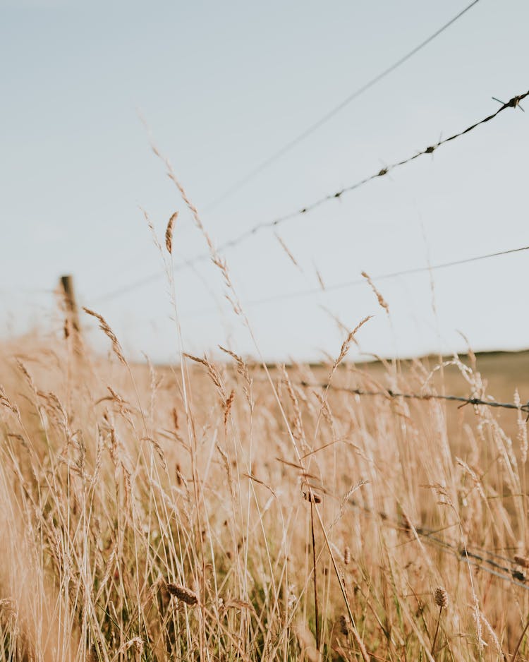 Barbwire Fence On Wheat Field