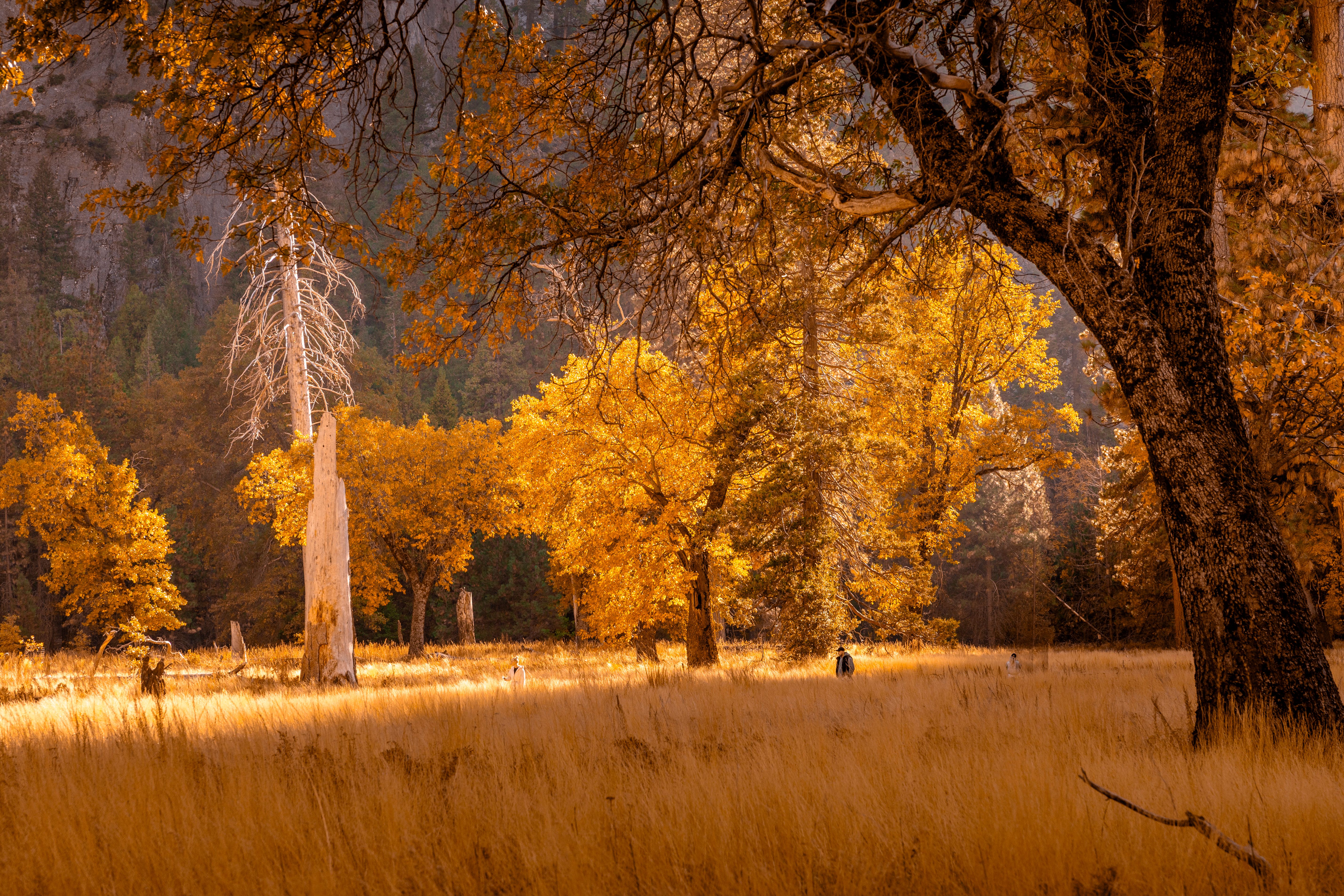 Scenic Autumn Landscape with Golden Trees · Free Stock Photo