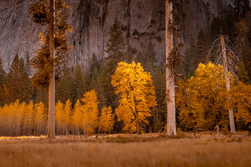 Free Vibrant golden autumn trees highlighted against a rocky backdrop in Yosemite National Park. Stock Photo
