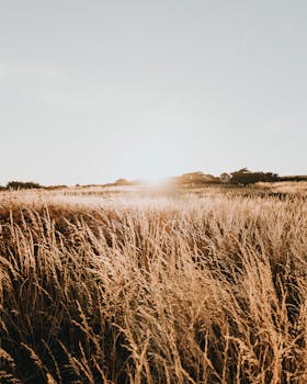 日落时分，金色麦田的宁静景观捕捉了乡村的美丽与安详