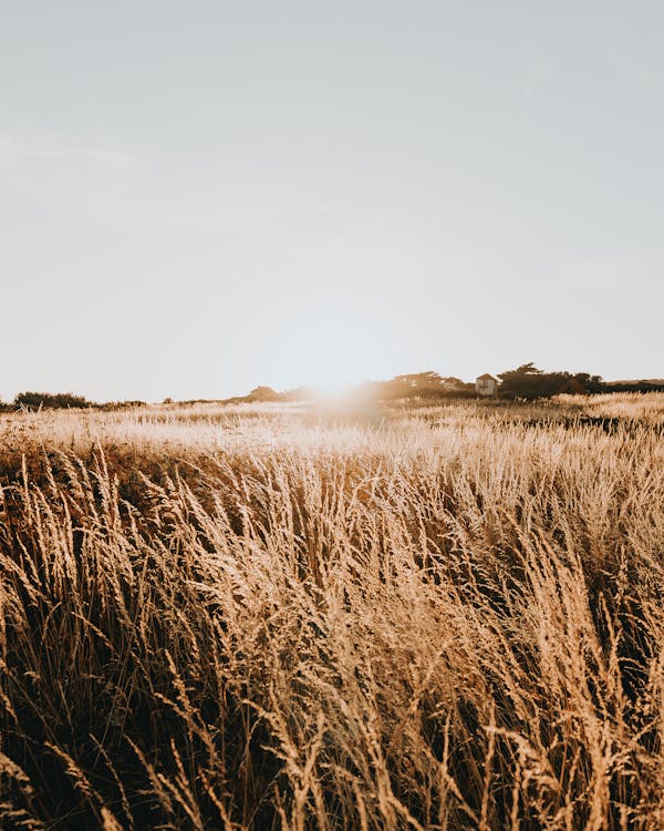 Sonnenuntergang Und Trockenes Gras