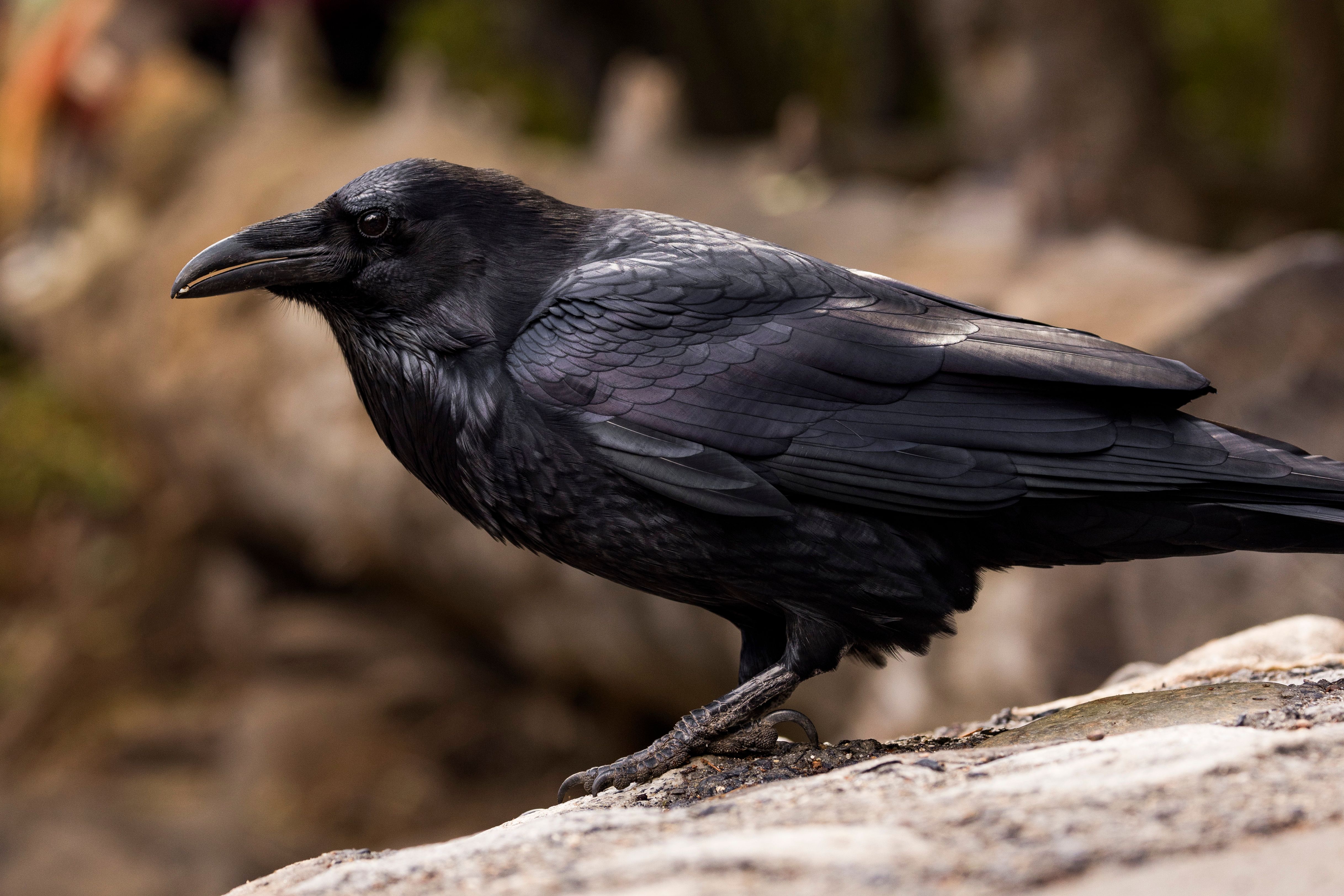Close-up of a Common Raven in Natural Habitat · Free Stock Photo