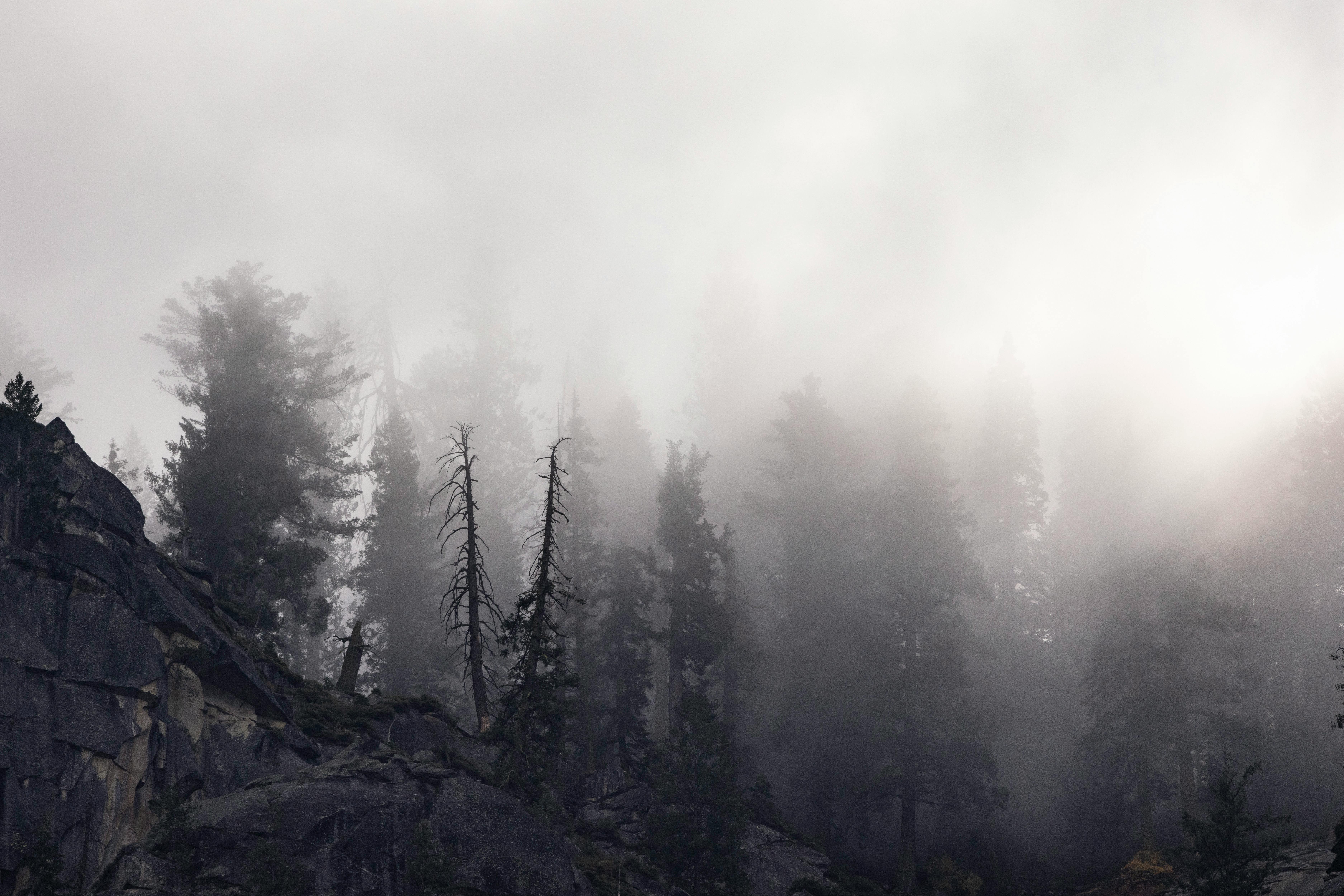 A misty forest scene with dense fog creating a mystical atmosphere.