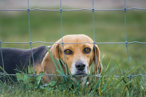 Free stock photo of basset hound, beagle, beagle dogs Stock Photo