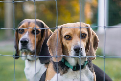 Free stock photo of basset hound, beagle, beagle dogs Stock Photo