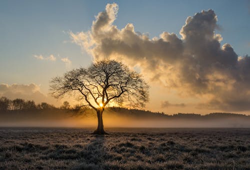 Free Dark Clouds over Tree Stock Photo