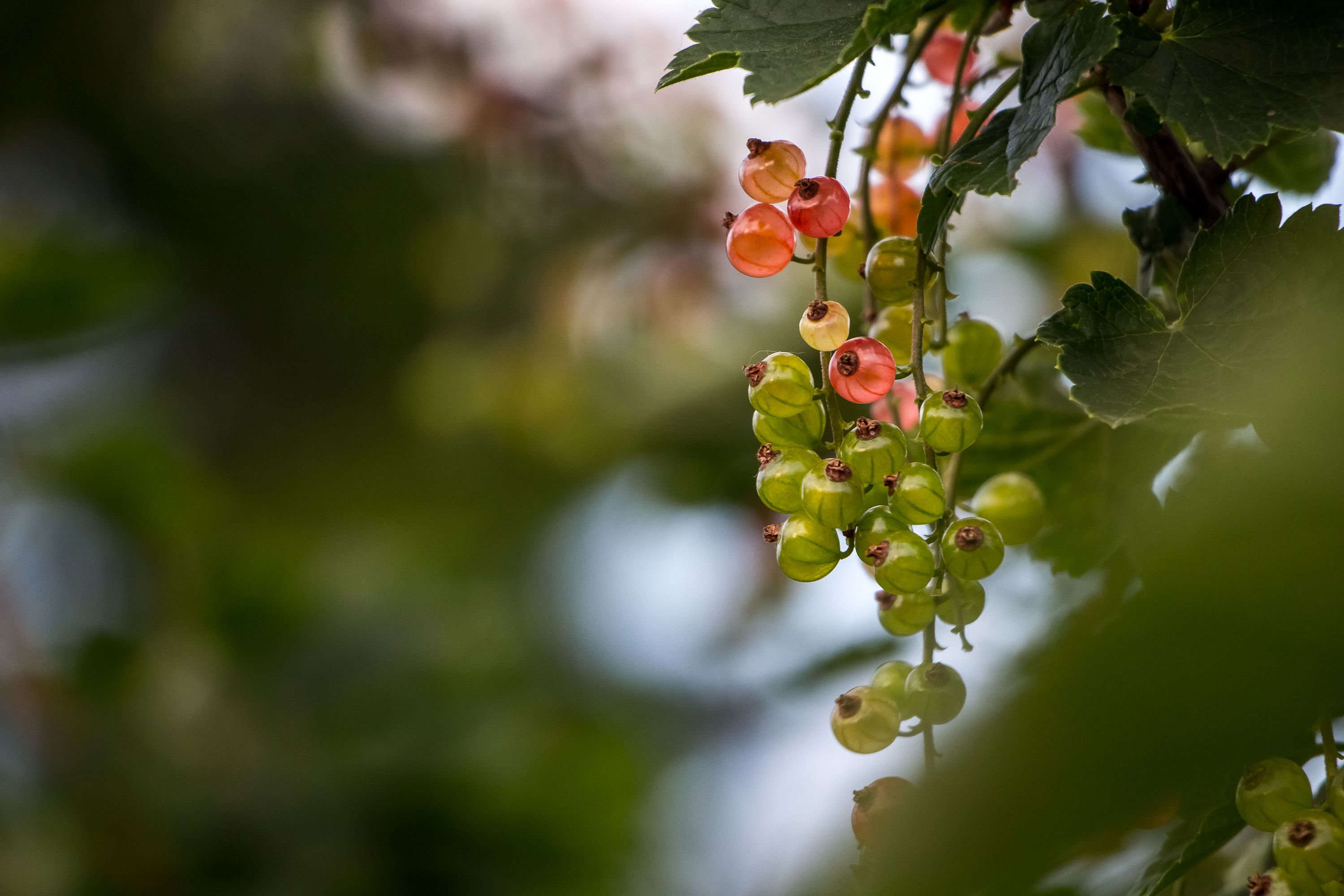 Vibrant close-up of ripening currants on a bush with blurred green foliage.