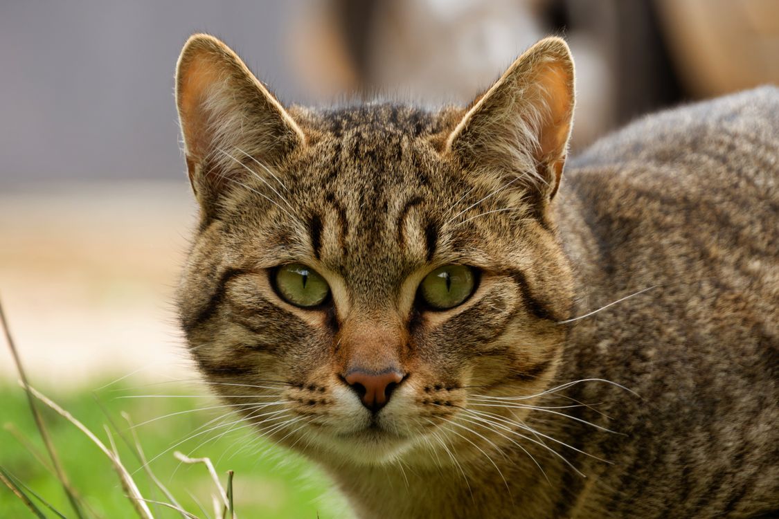 Close-up Portrait of a Wildcat Outdoors · Free Stock Photo