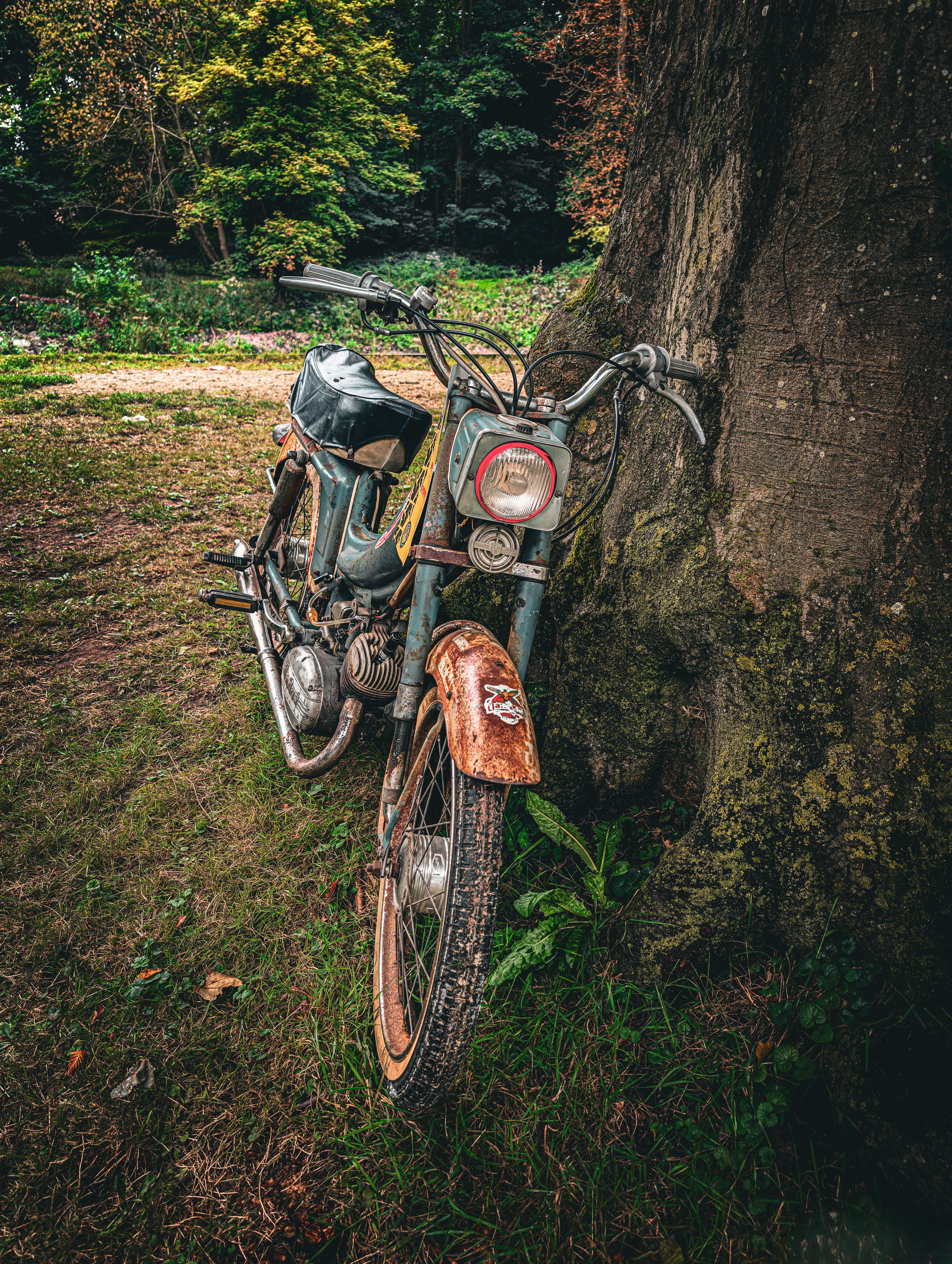 Vintage Motorcycle Leaning Against Tree in Forest · Free Stock Photo