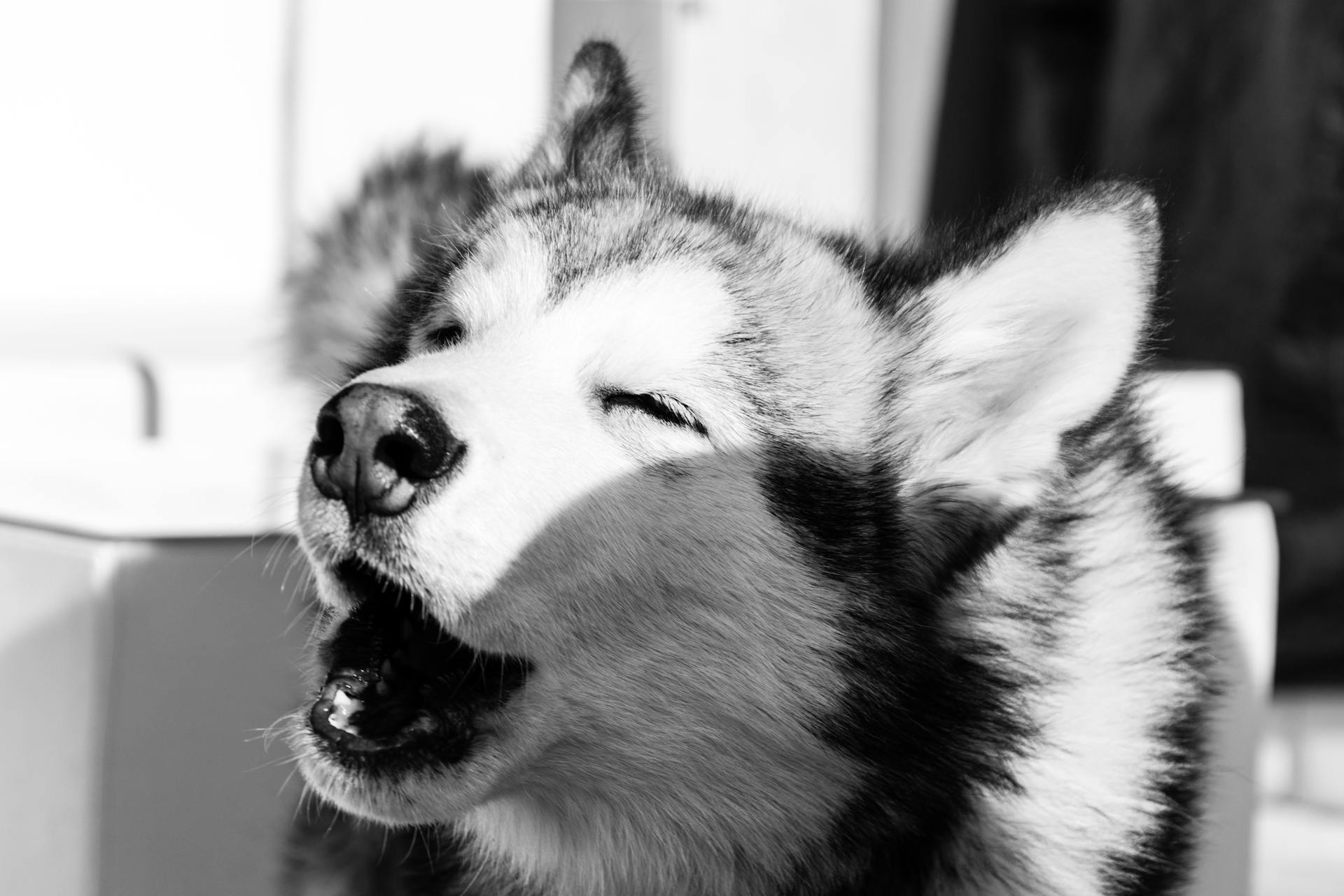 Close-up black and white shot of an Alaskan Malamute howling outdoors in sunlight.