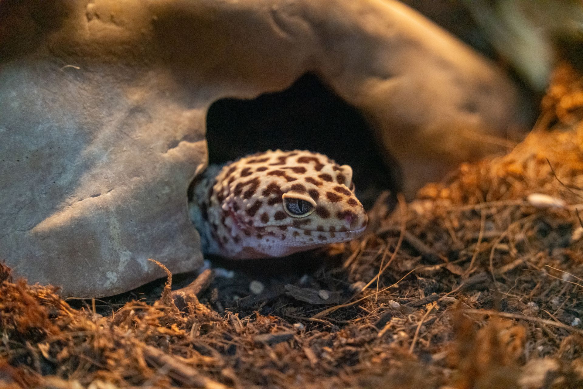 Close-up of a leopard gecko partially in its burrow, showcasing its natural environment.