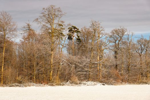 A tranquil winter forest scene with snow-covered trees under overcast skies.