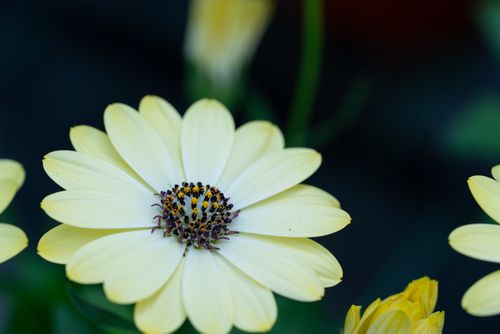 Yellow bloom close up, photo by Matej Bizjak on Pexels