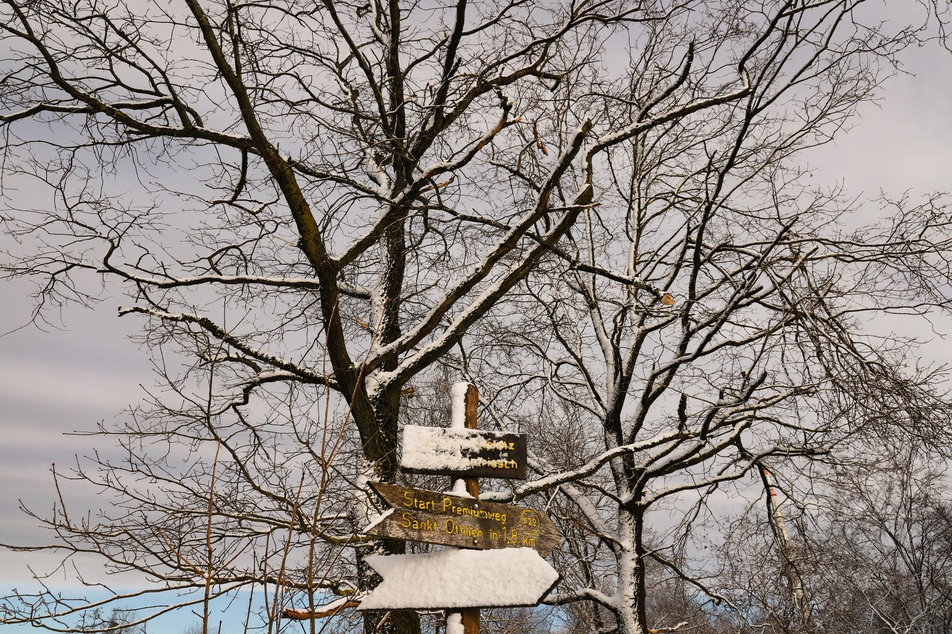 Snow-covered signpost among bare winter trees under a cloudy sky.