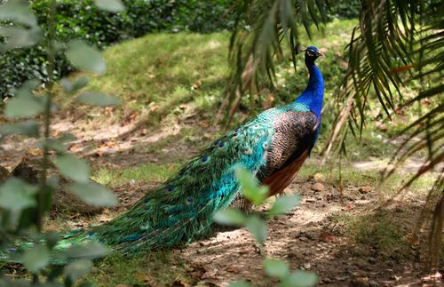 Free A colorful male peacock displaying its vibrant plumage in a sunlit garden setting. Stock Photo